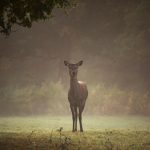 Photo Extraterrestrial encounter