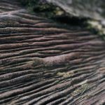 Photo Mysterious forest