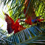 Photo Jungle warfare